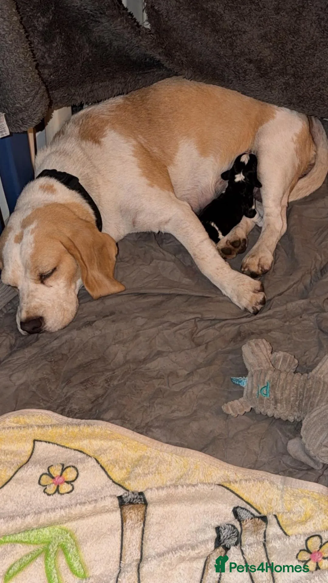Mixed Breed dogs for sale: Patterbea  in Southampton - Advert 8