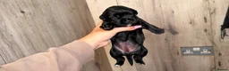 Mixed Breed dogs for sale: Border terrier x patterdale - Advert 5