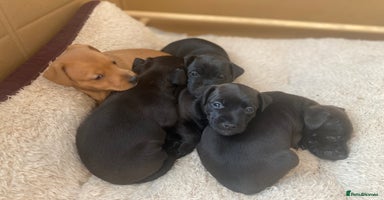 Mixed Breed dogs Plummer x Patterdale puppies  - Advert 15