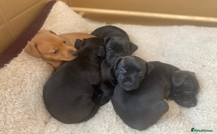 Mixed Breed dogs Plummer x Lakeland puppies  - Advert 2
