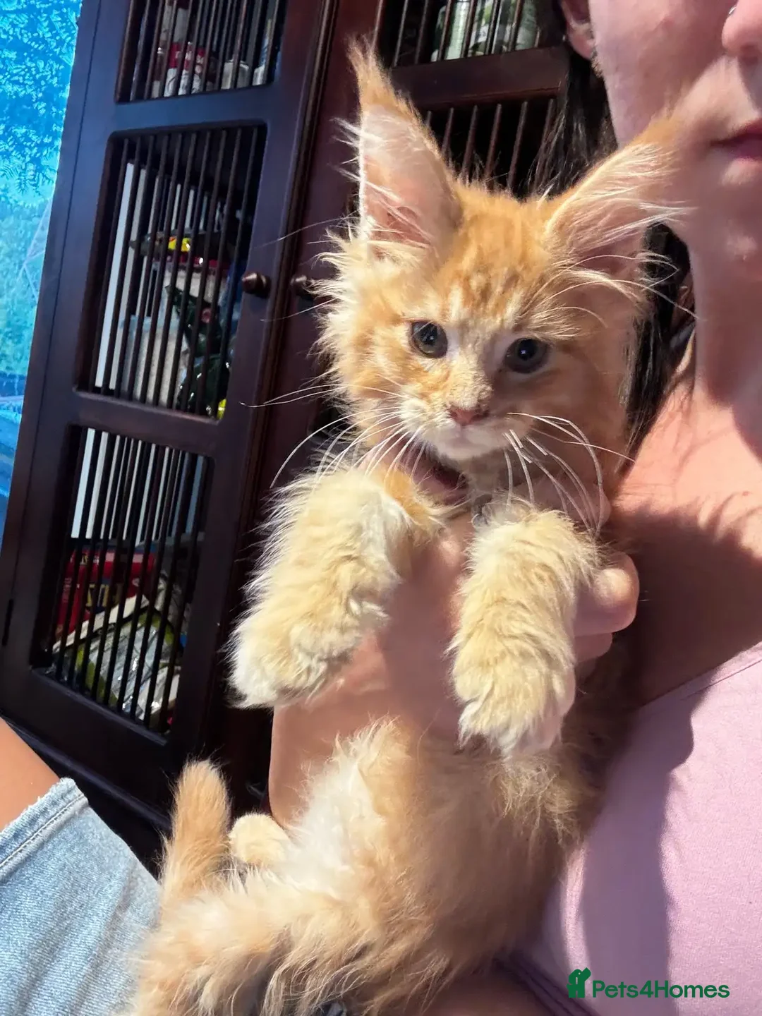 Maine Coon cats for sale: Soft-coat Maine Coons - Image 6