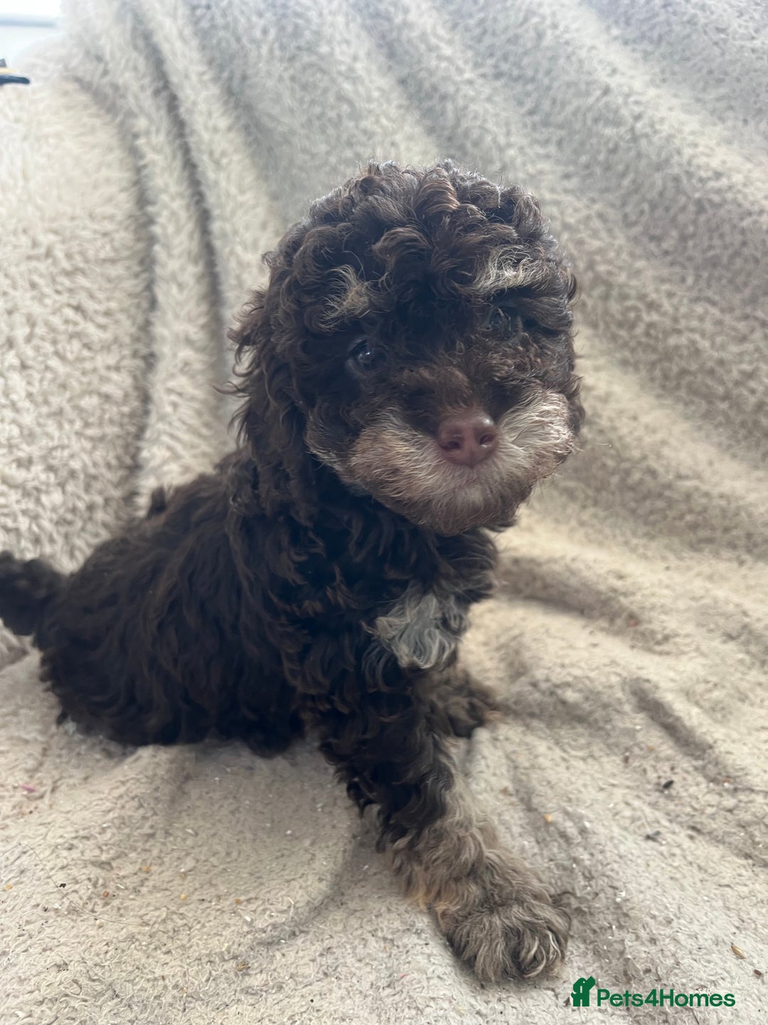 Toy Poodle dogs for sale: Toy poodle puppies - Advert 1