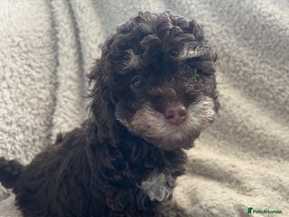 Toy Poodle dogs Toy poodle puppies - Advert 1