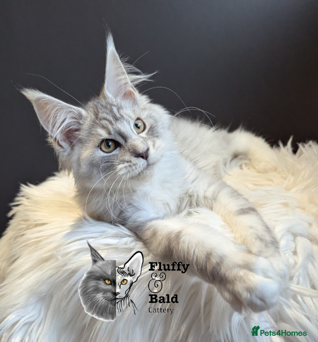 Maine Coon cats for sale: 2 outstanding girls from a shaded line  - Image 7