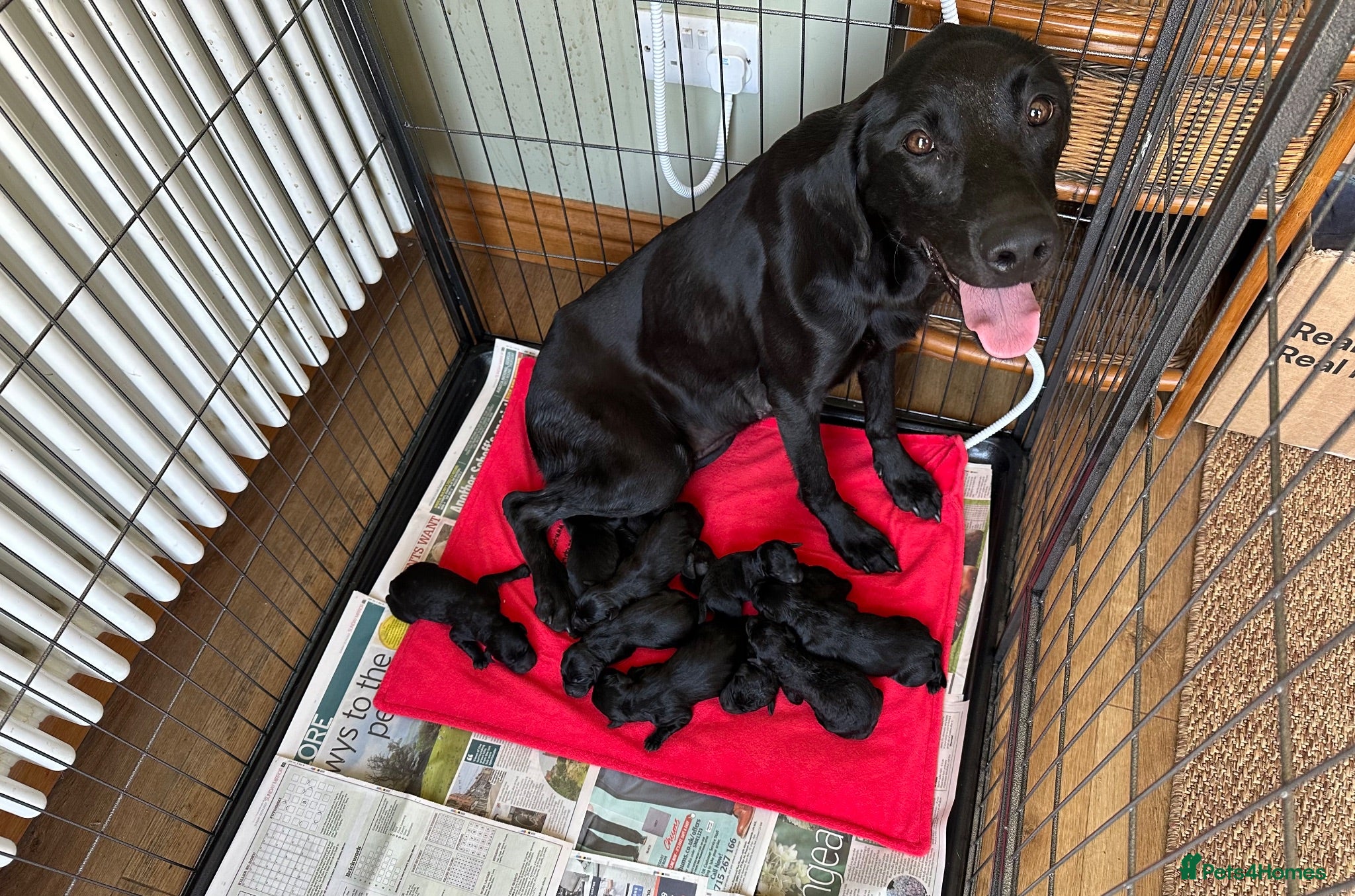 Labrador Retriever dogs 9 fully health tested Labrador pups - Advert 1