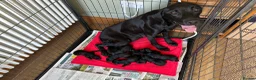 Labrador Retriever dogs for sale: 9 fully health tested Labrador pups - Advert 1