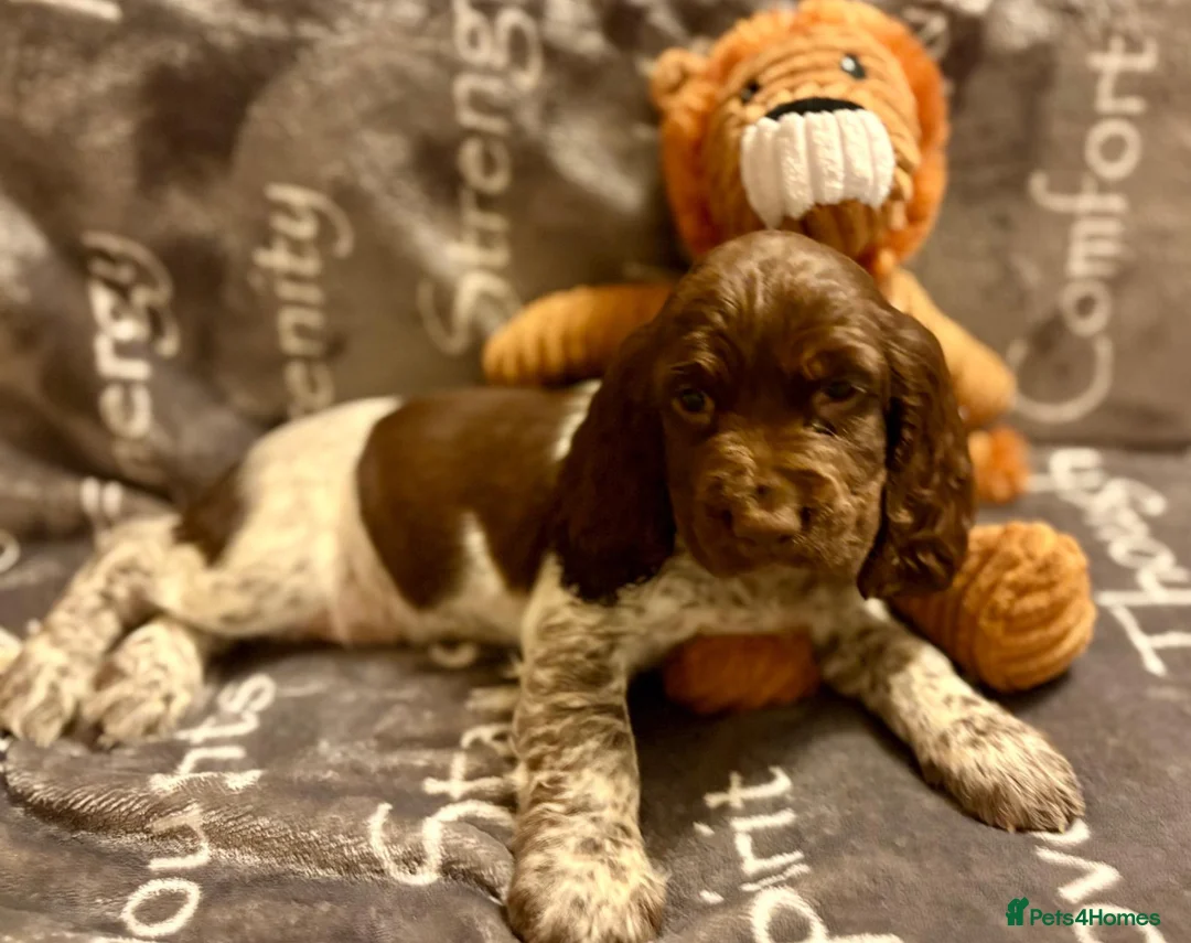 Cocker Spaniel dogs for sale: Cocker spaniels - Advert 16