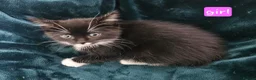 Mixed Breed cats for sale: Kittens for sale  - Advert 6