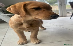 Goldador dogs for sale: Beautiful Female Goldador Puppy  - Image 5