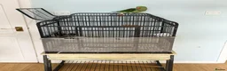 Parrots birds for sale: Alexandrine parrot - Advert 4