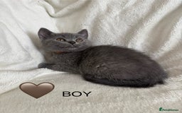 British Shorthair cats for sale: Beautiful British short hair kittens - Image 6