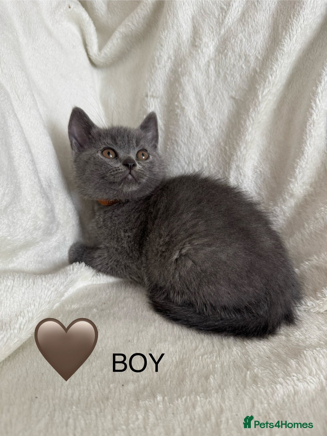 British Shorthair cats for sale: Beautiful British short hair kittens - Image 6