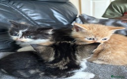 Mixed Breed cats for sale: sweet, cute kitten (Bsh X persian)  - Image 11