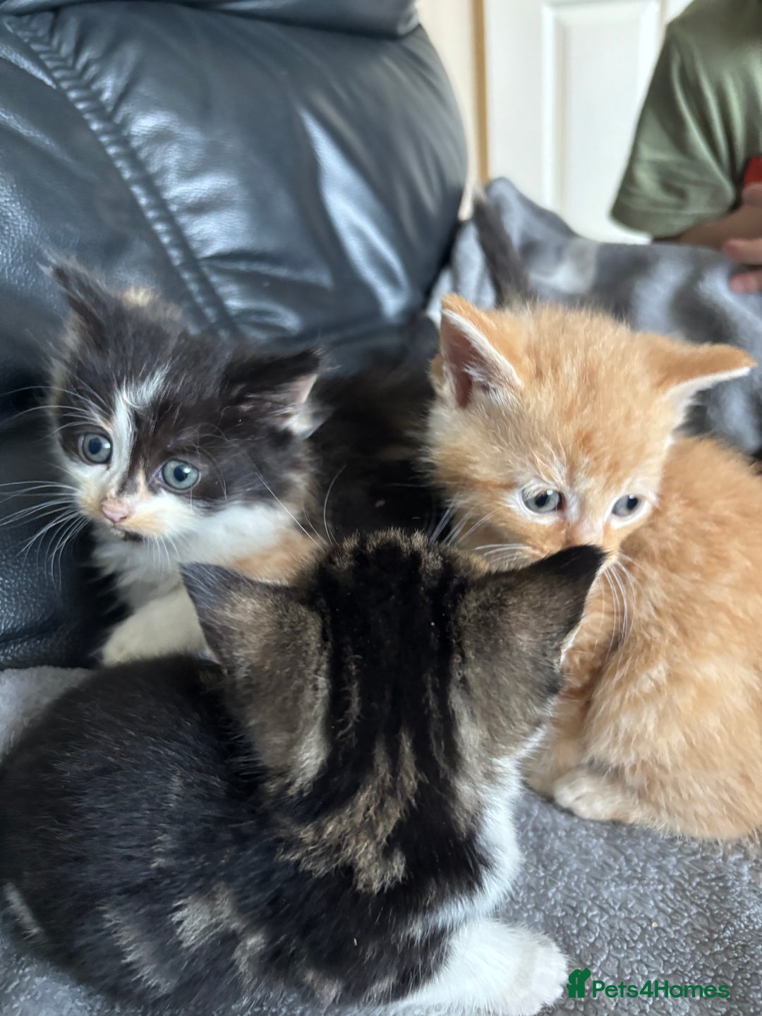 Mixed Breed cats for sale: sweet, cute kitten (Bsh X persian)  - Image 11