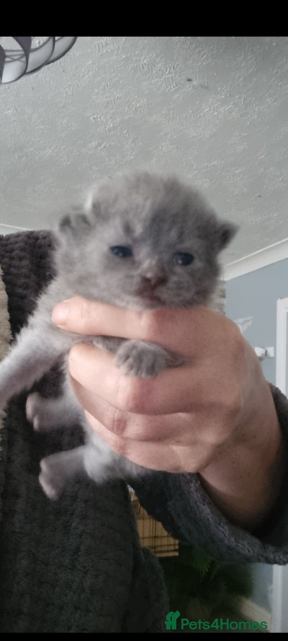 British Shorthair cats British shorthair  - Advert 9