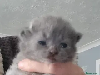 British Shorthair cats British shorthair - Advert 9