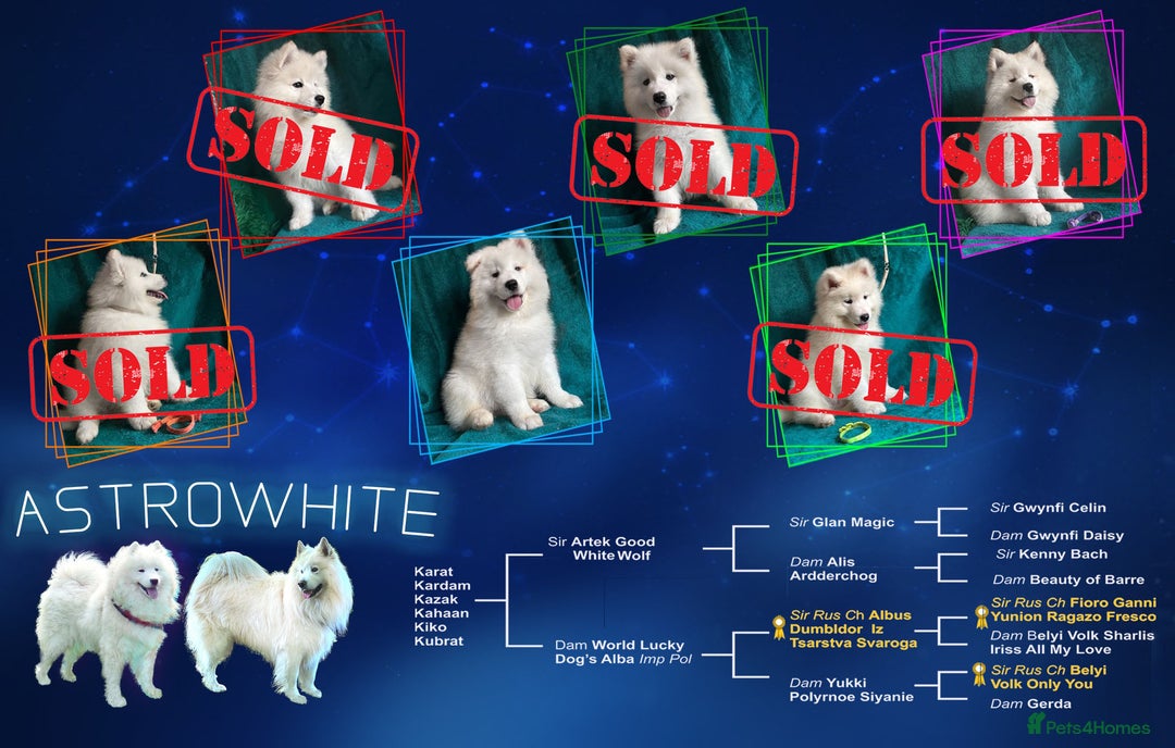 Samoyed dogs for sale: Extraordinary KC Reg, Champ Bloodline Samoyed - Image 7