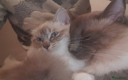 Ragdoll cats for sale: Ragdolls ready 10th January 26'💙 - Image 2