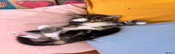 Maine Coon cats for sale: Maine Coon mixed kittens  - Advert 24