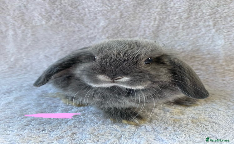 Mini Lop rabbits - Advert 3