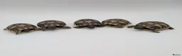Hermann Tortoise reptiles for sale: Captive Bred Hermanns Tortoise in Ringwood - Advert 2