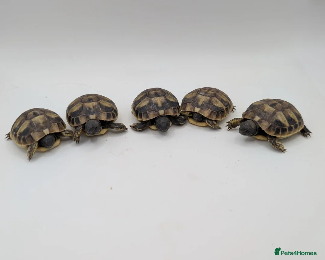 Hermann Tortoise reptiles for sale: Captive Bred Hermanns Tortoise in Ringwood - Advert 2