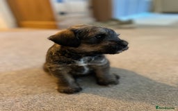 Mixed Breed dogs for sale: Schnackadoodles (Mini Schnauzer X Jackadoodle) - Image 3