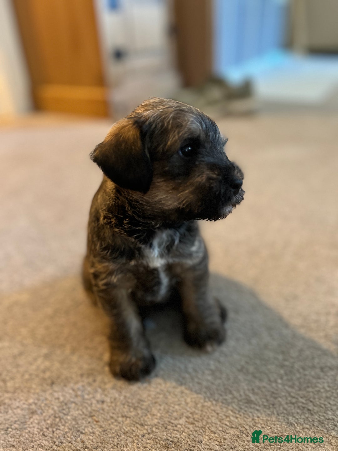 Mixed Breed dogs for sale: Schnackadoodles (Mini Schnauzer X Jackadoodle) - Image 3