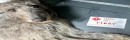 Deerhound dogs for stud: Pedigree Scottish Deerhound stud - Advert 6