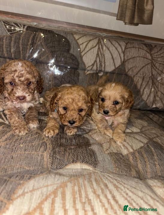 Cockapoo dogs Stunning Litter of Cockapoo Puppies  - Advert 2