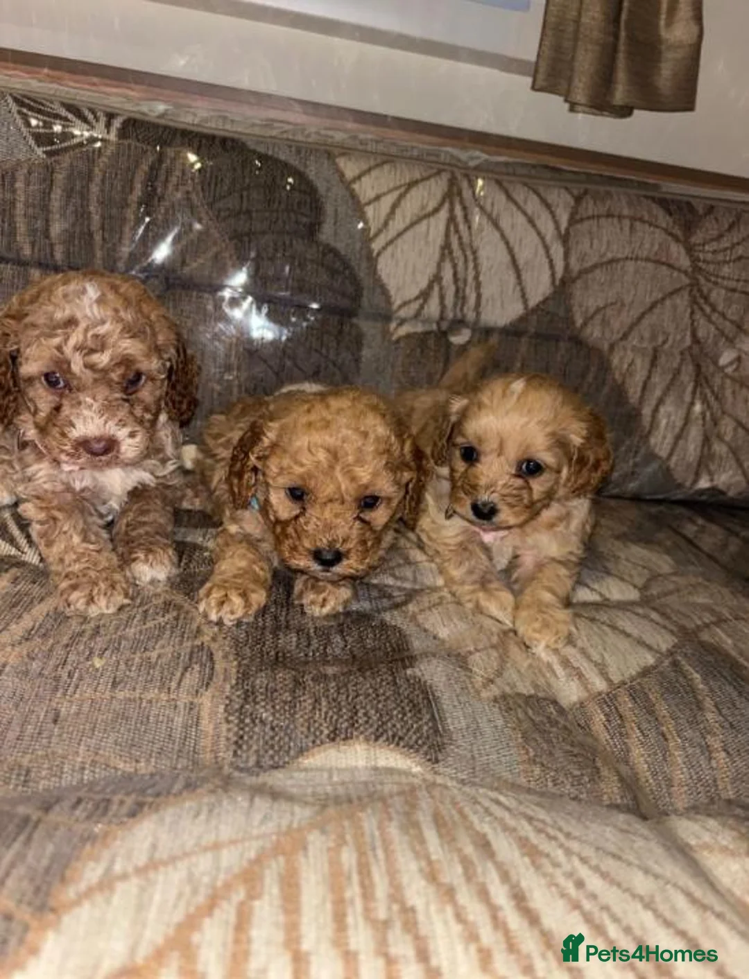 Cockapoo dogs for sale: Stunning Litter of Cockapoo Puppies  in Coventry - Advert 1