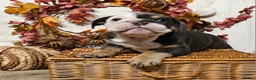 English Bulldog dogs for sale: Beautiful rainbow quality litter  - Advert 5