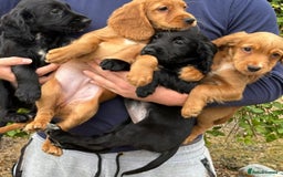 Cocker Spaniel dogs for sale: Beautiful cocker spaniel puppies - Image 1