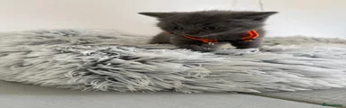British Shorthair Kitten 5