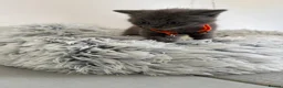British Shorthair cats for sale: Blue British Shorthair Kittens | Pedigree - Advert 5