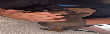 Dachshund 3