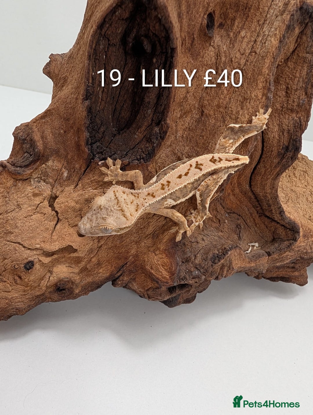 Gecko reptiles for sale: Beautiful baby crested geckos! - Advert 18