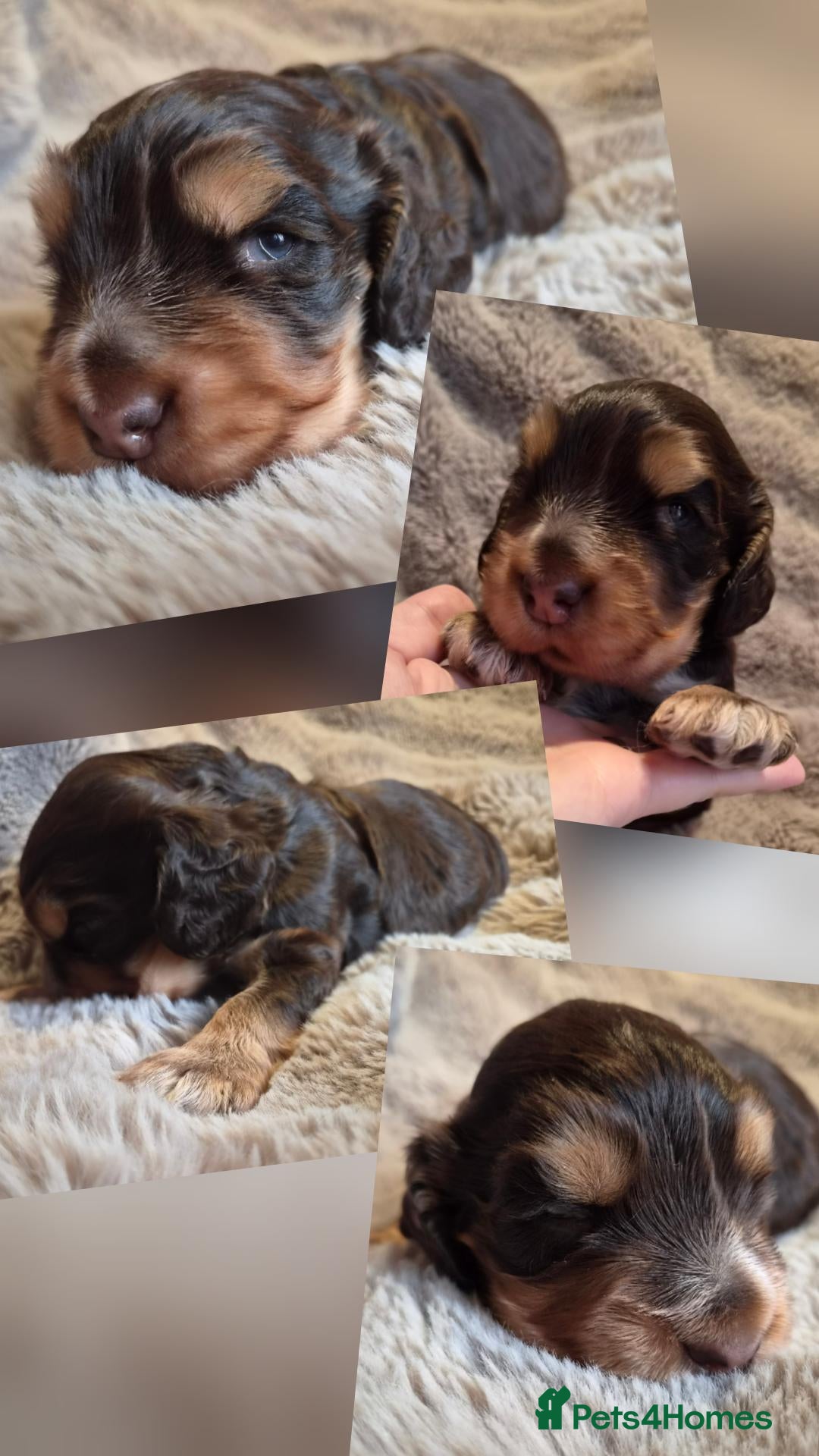 Cocker Spaniel dogs RKC SHOW COCKER SPANIEL PUPPY EXTENSIVELY HEALTH - Advert 20