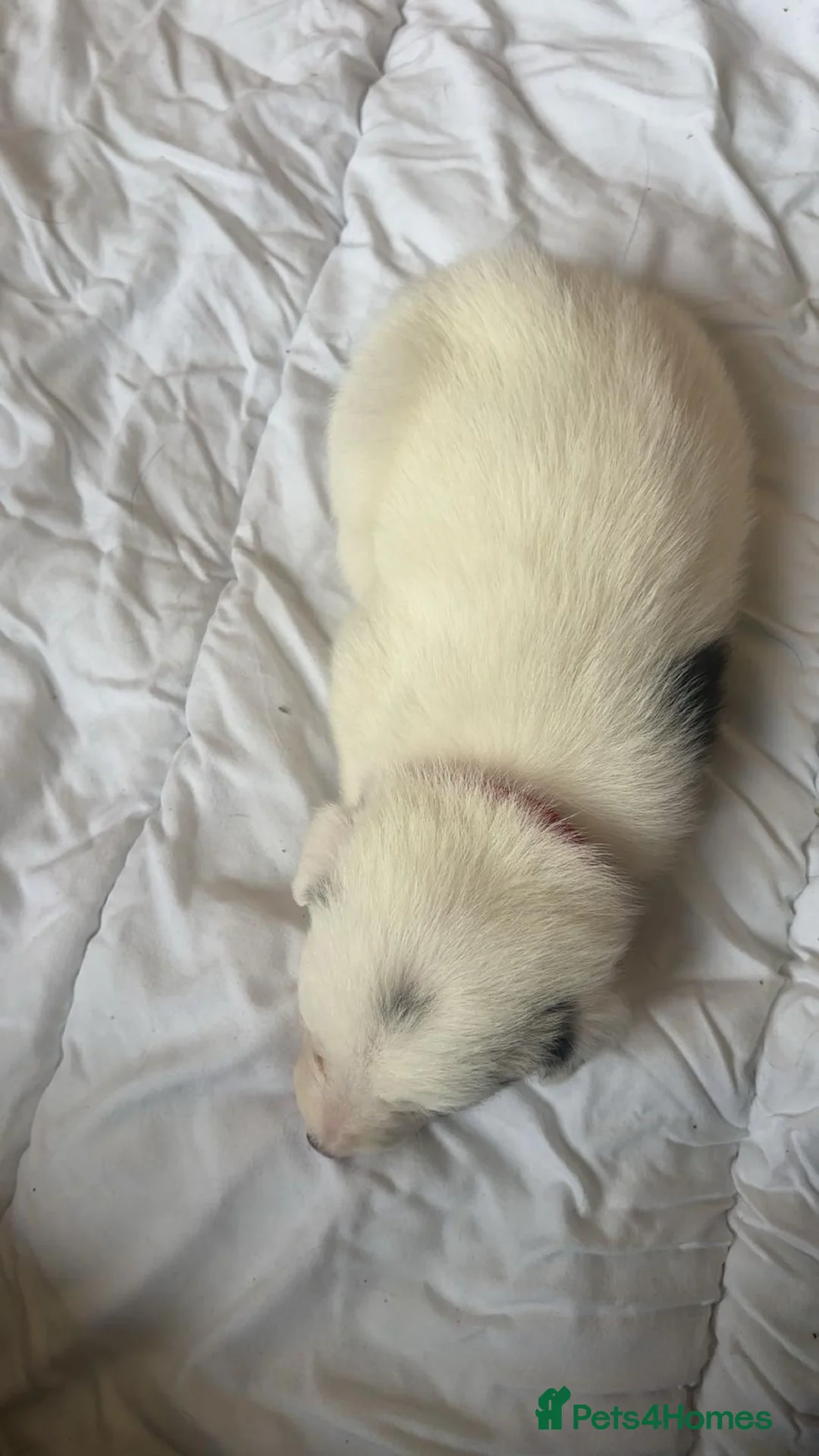 Border Collie dogs for sale: ✨ Last remaining border collie puppy ✨ - Advert 13