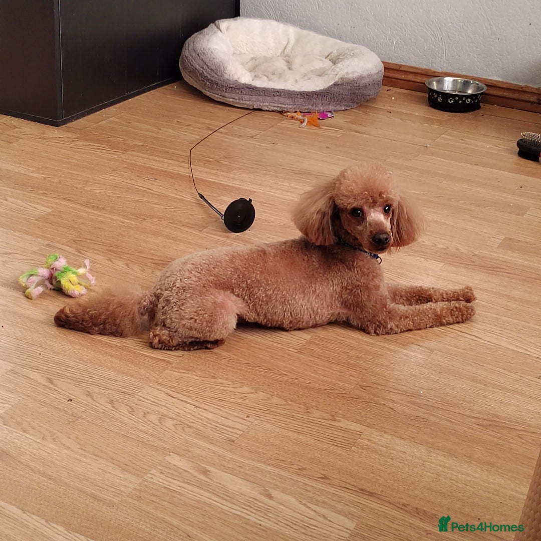 Toy Poodle dogs for stud: Full health tested toy poodle studs in Blackburn - Image 2