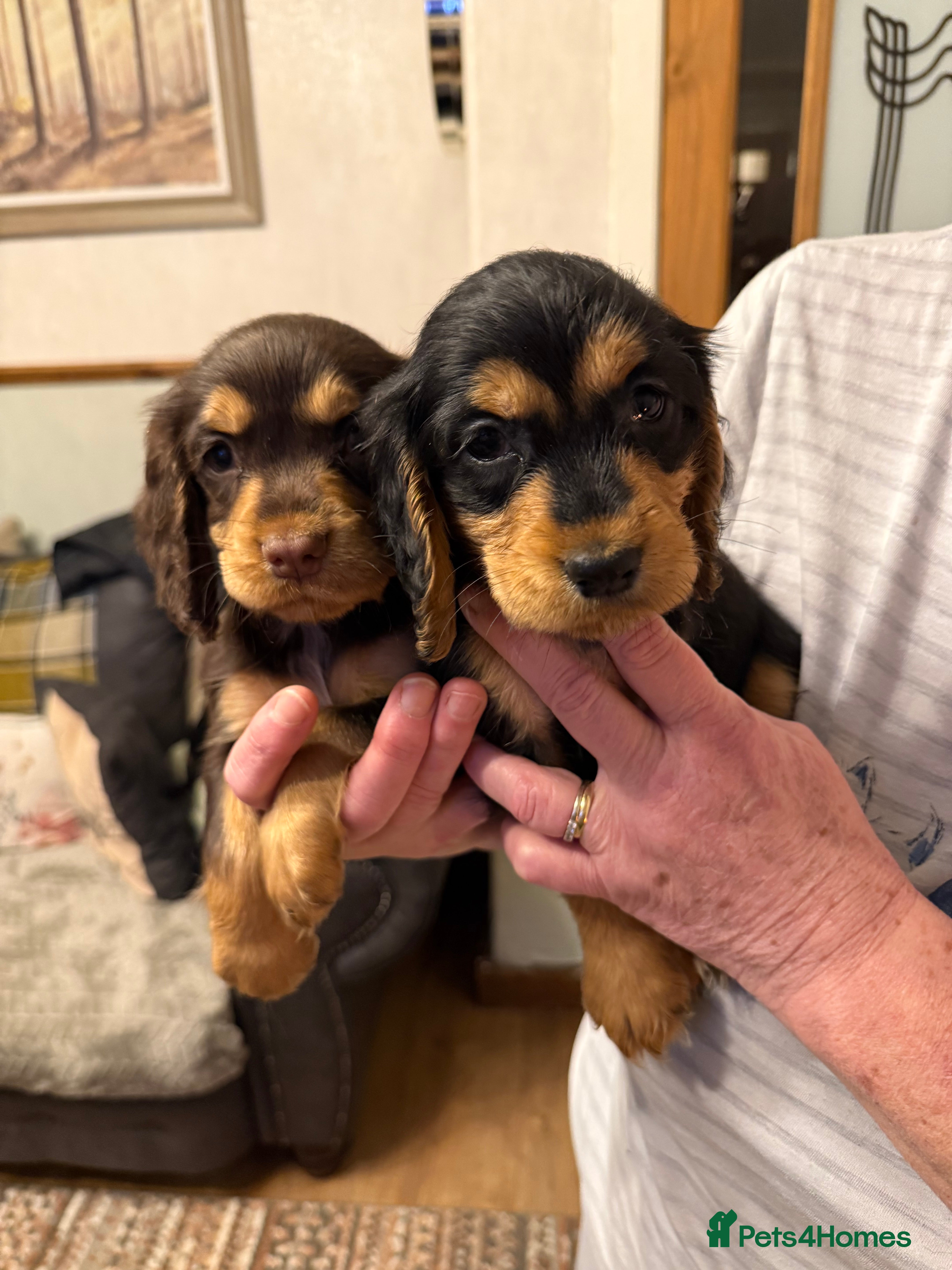 Cocker Spaniel dogs Beautiful cocker spaniels - Advert 3