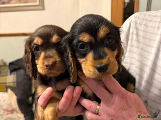 Cocker Spaniel dogs Beautiful cocker spaniels - Advert 1