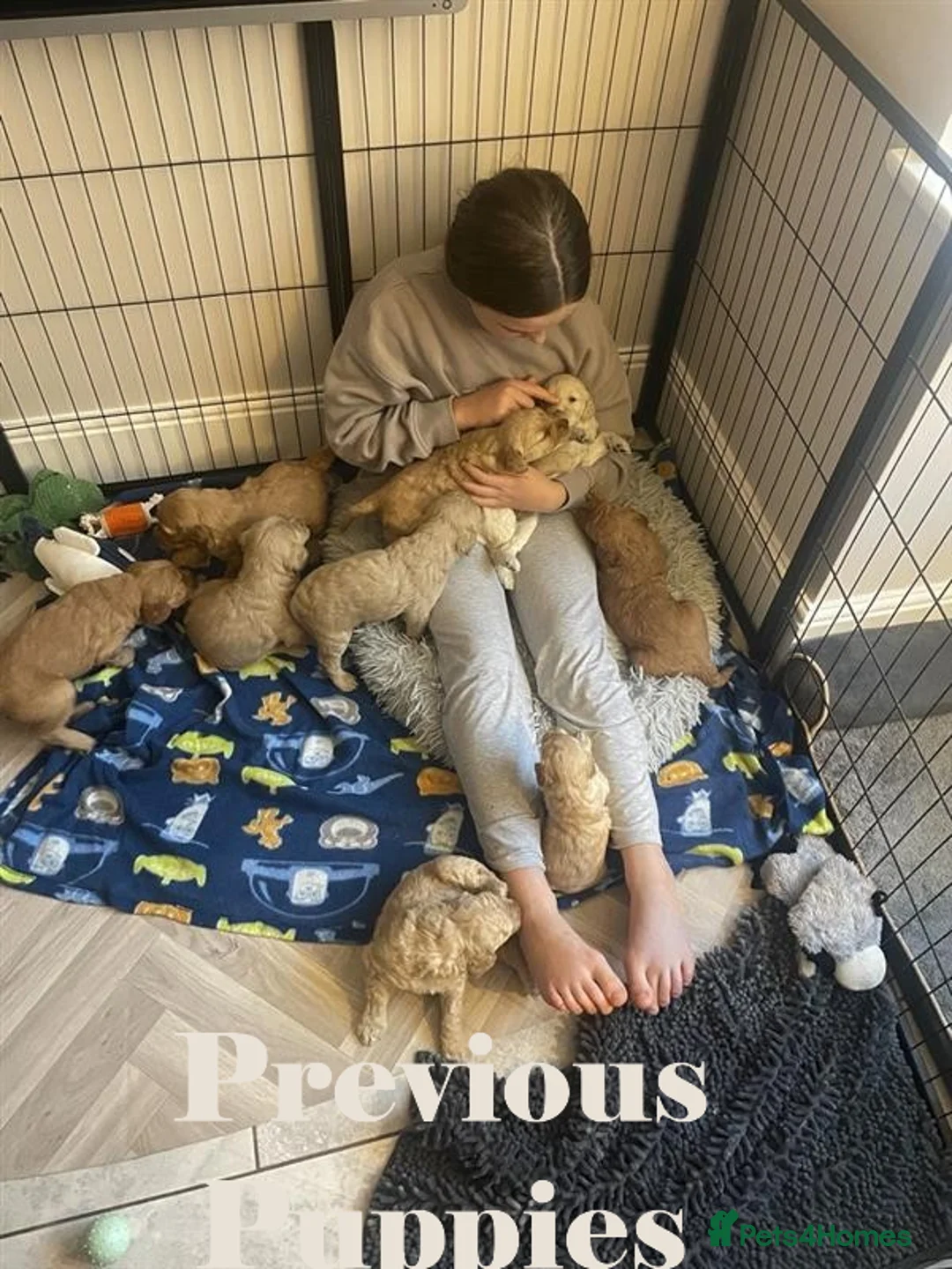 Double Doodle dogs for sale: Nell is expecting Double Doodles  - Advert 27