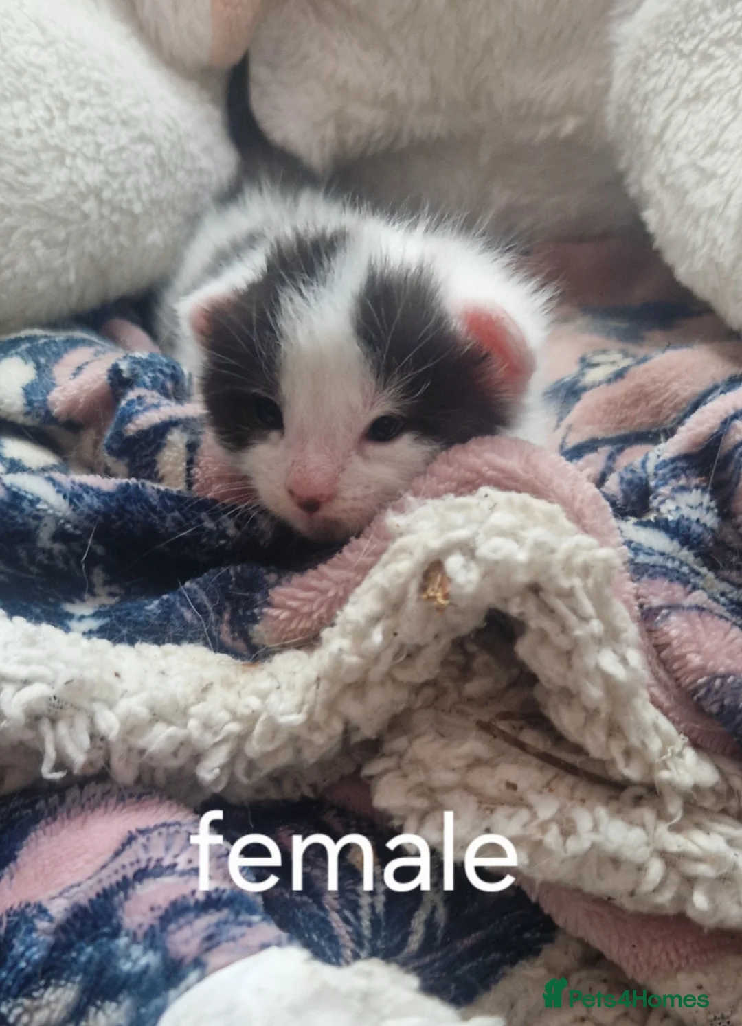 Mixed Breed cats for sale: Kittens  in Peterborough - Advert 2