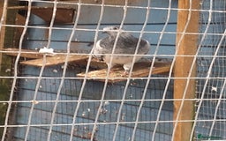 Pigeons birds for sale: Young tipplers/tumblers & racers £3 each - Image 13