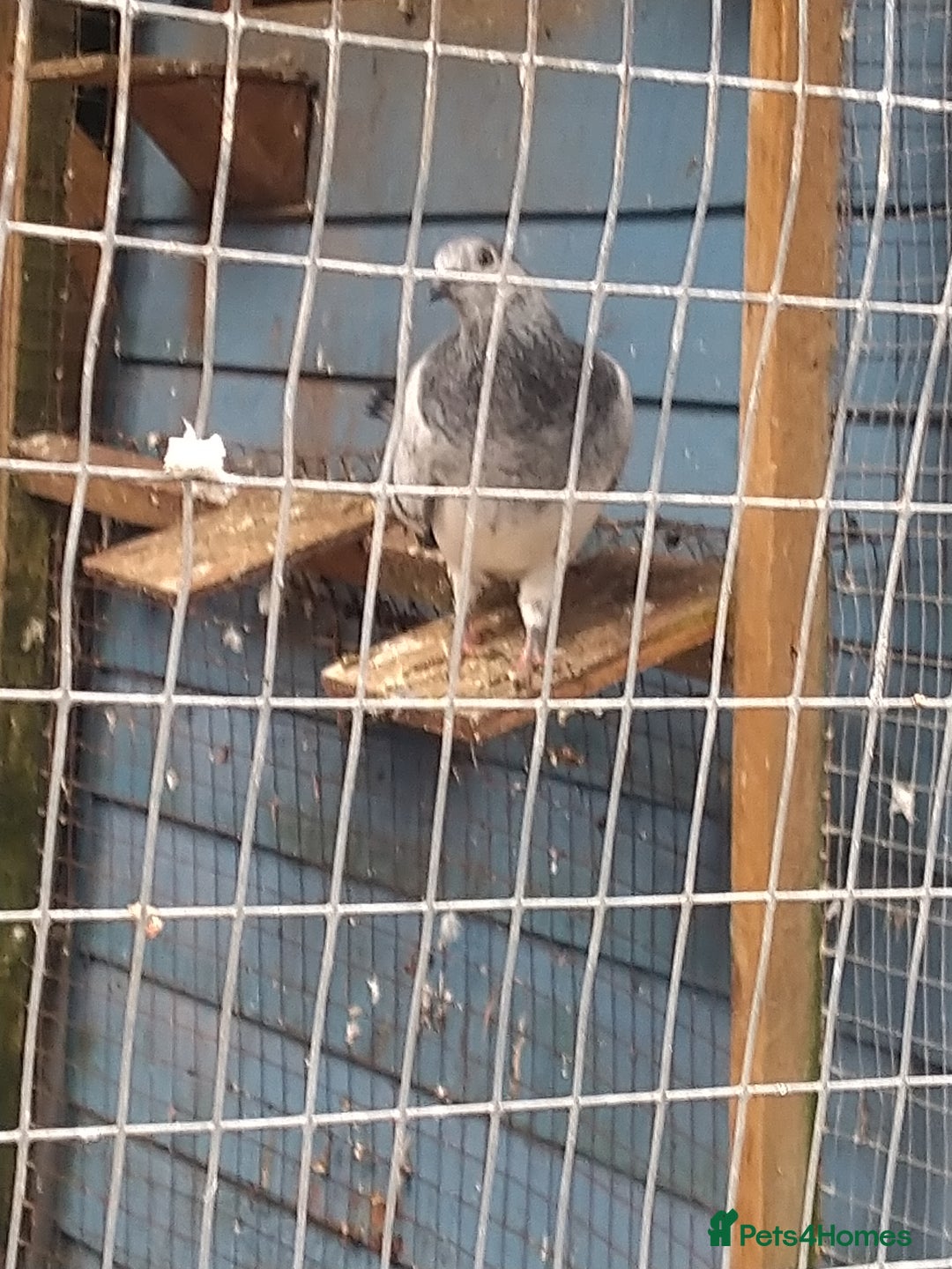 Pigeons birds for sale: Young tipplers/tumblers & racers £3 each - Image 13