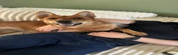 German Shepherd dogs for sale: German shepherd OPEN TO OFFERS - Advert 10