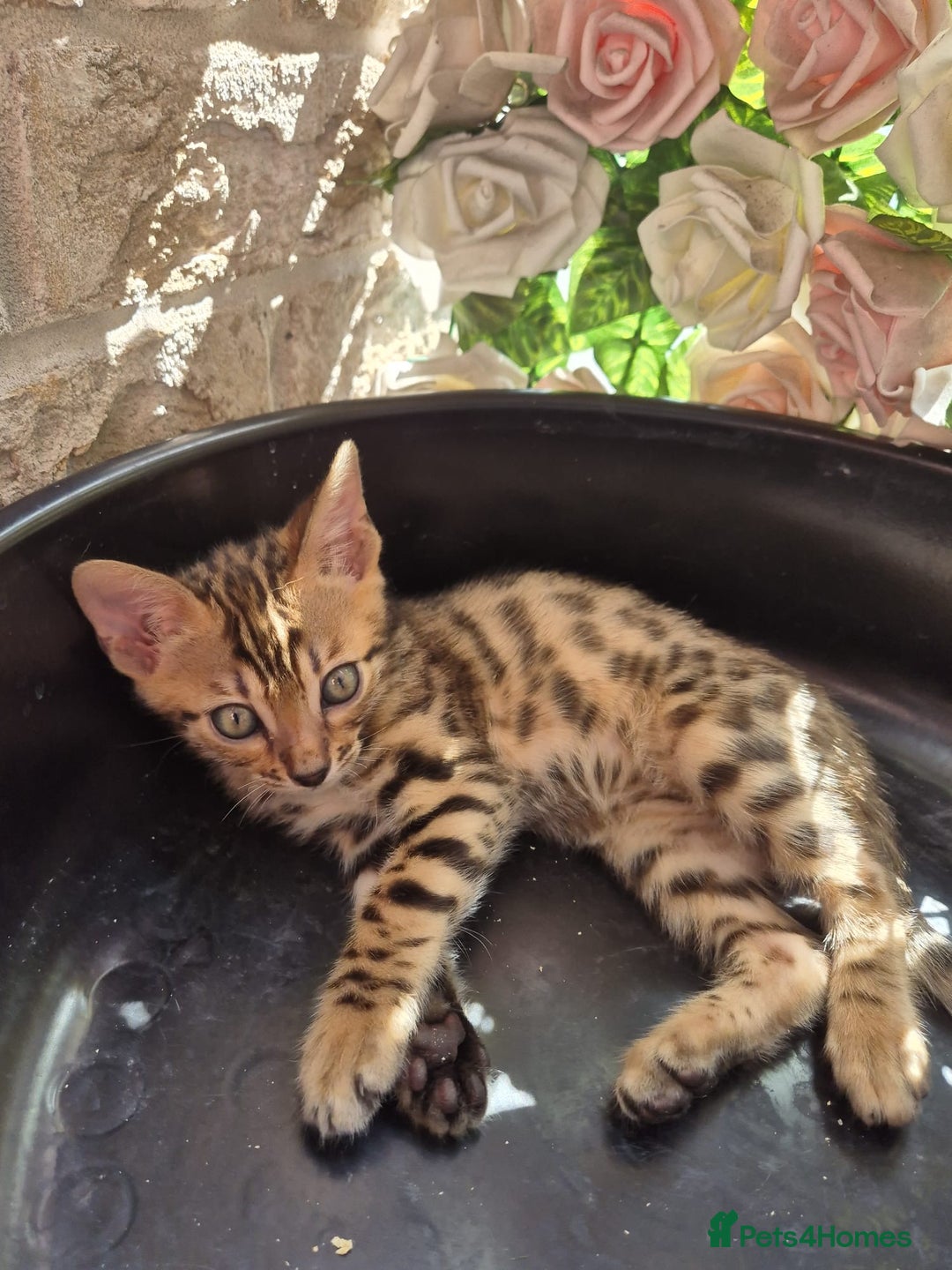 Bengal cats for sale:  🐾Four Beautiful Bengal Kittens🐾 - Image 12