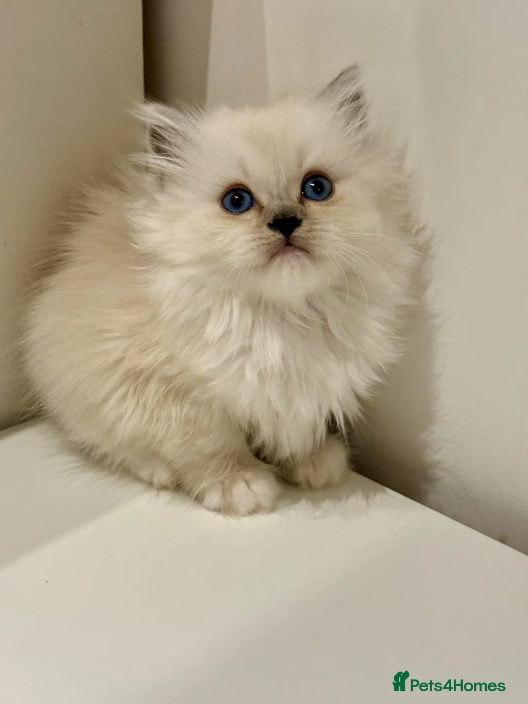 Mixed Breed cats for sale: Ragdoll x Highland Fold ONE GIRL LEFT - Advert 7