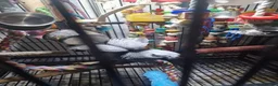 Parrots birds for sale: Outstanding high vocabularies African Grey Parrots in Coventry - Advert 8